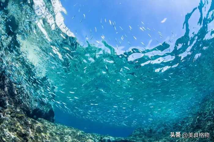 公认最好吃的6种野生海鱼，目前无法人工养殖，你吃过几种呢？