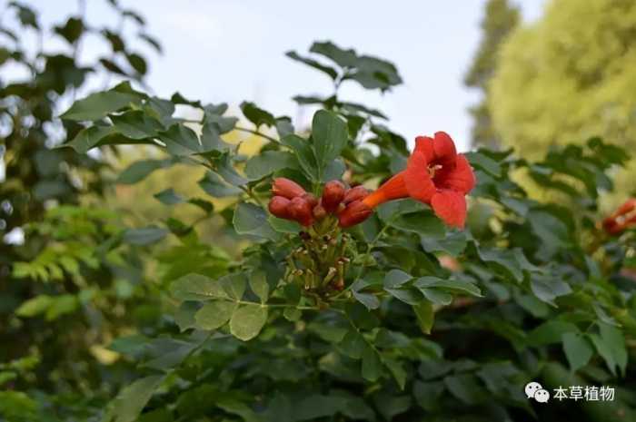 中草药花期拾遗高清图片鉴赏（二）