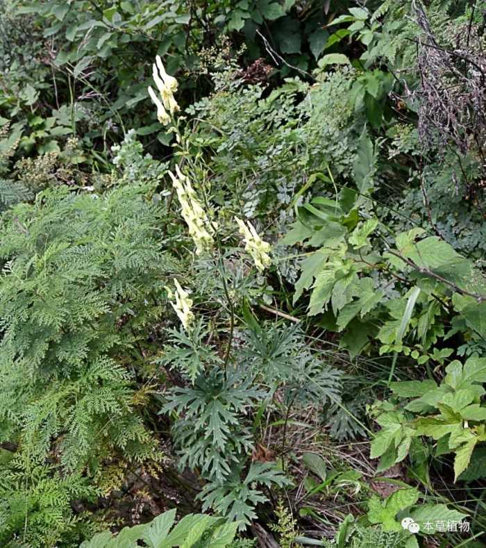 中草药花期拾遗高清图片鉴赏（二）