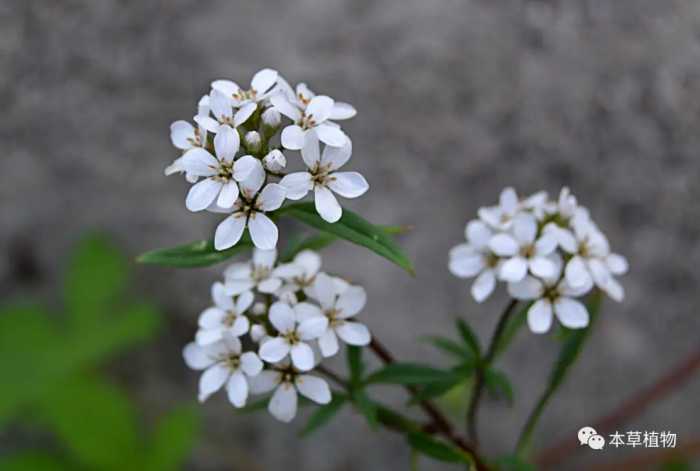 中草药花期拾遗高清图片鉴赏（二）