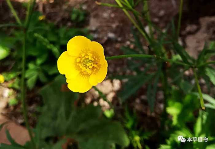 中草药花期拾遗高清图片鉴赏（二）