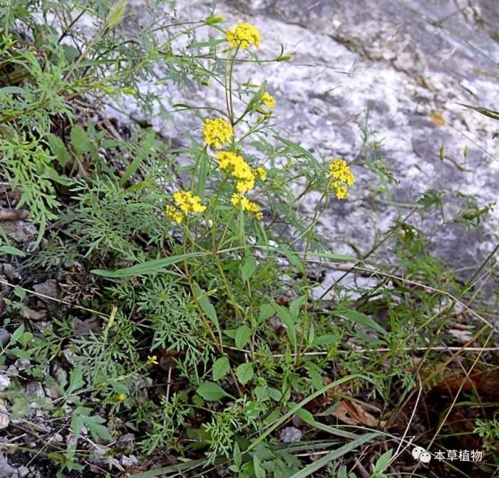 中草药花期拾遗高清图片鉴赏（二）