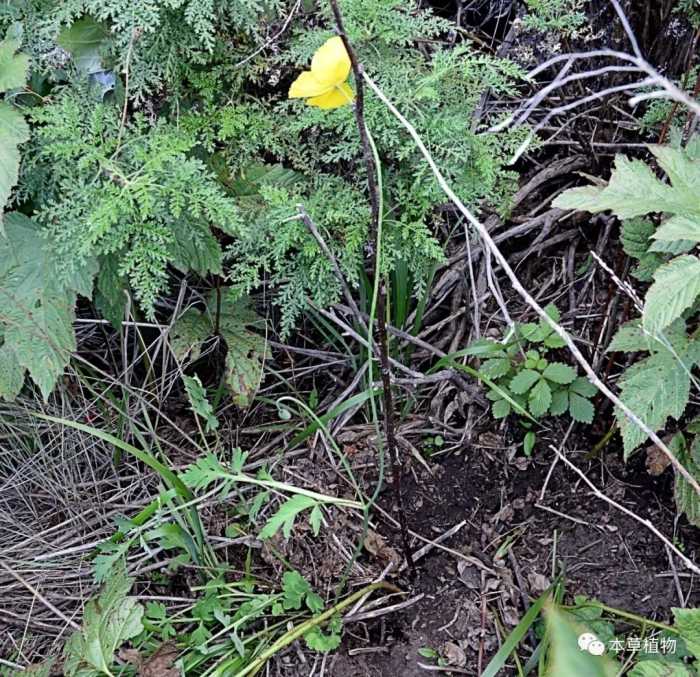 中草药花期拾遗高清图片鉴赏（二）