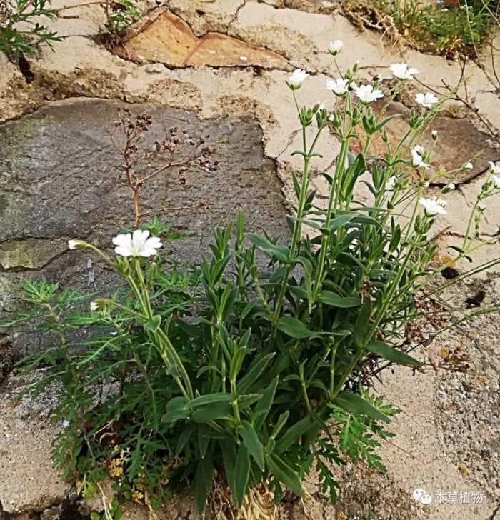 中草药花期拾遗高清图片鉴赏（二）